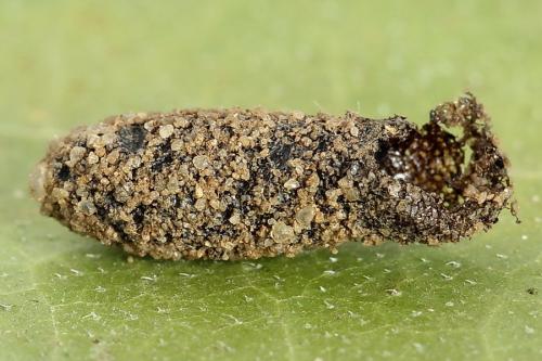 Réf. 223 205 : Periclista lineolata